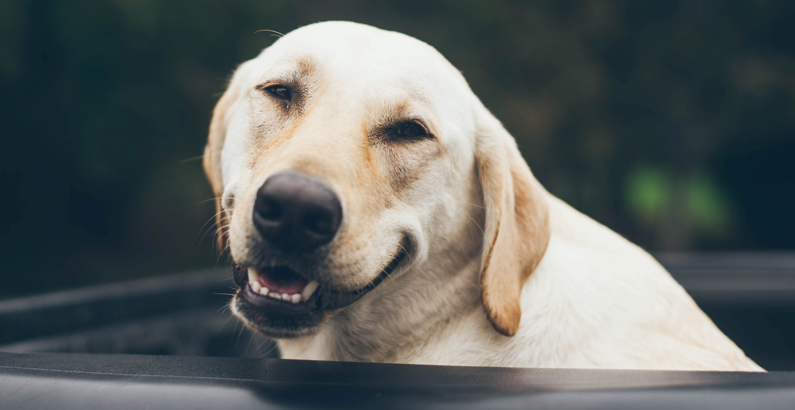 Dentistry NorthWest London Veterinary Clinic